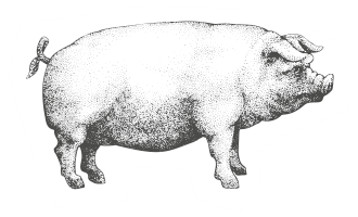 icona-benessere-animale_allevamento